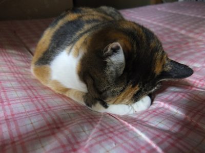 猫