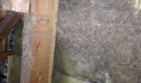 屋根裏の鳥獣の巣