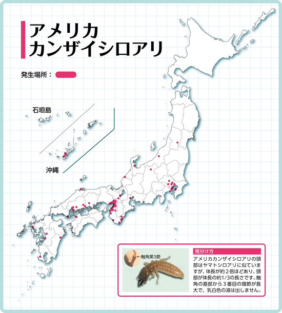 アメリカカンザイシロアリの分布図 アメリカカンザイシロアリの分布図