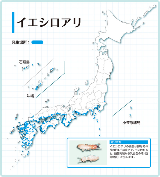 イエシロアリの分布図 イエシロアリの分布図