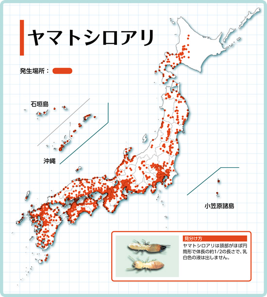 ヤマトシロアリの分布図 ヤマトシロアリの分布図