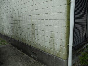 外壁のカビ