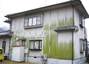 表面にカビや藻が発生