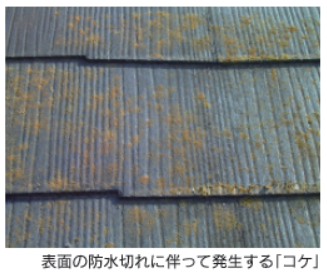 屋根に付いたコケ