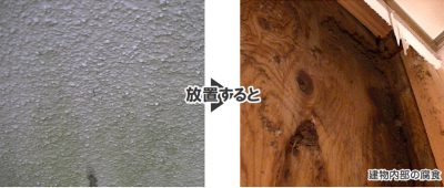 外壁藻やカビの発生