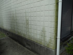 外壁の苔・藻