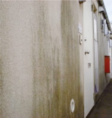 カビ、苔、藻の発生