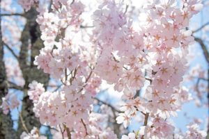 春に外壁塗装