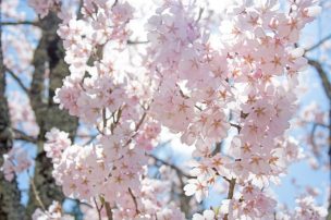 春に外壁塗装