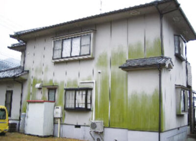 カビの生えた外壁