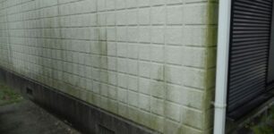 外壁についたコケ